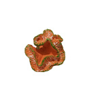 Turuncu Mercan Dekorasyonu Akvaryum